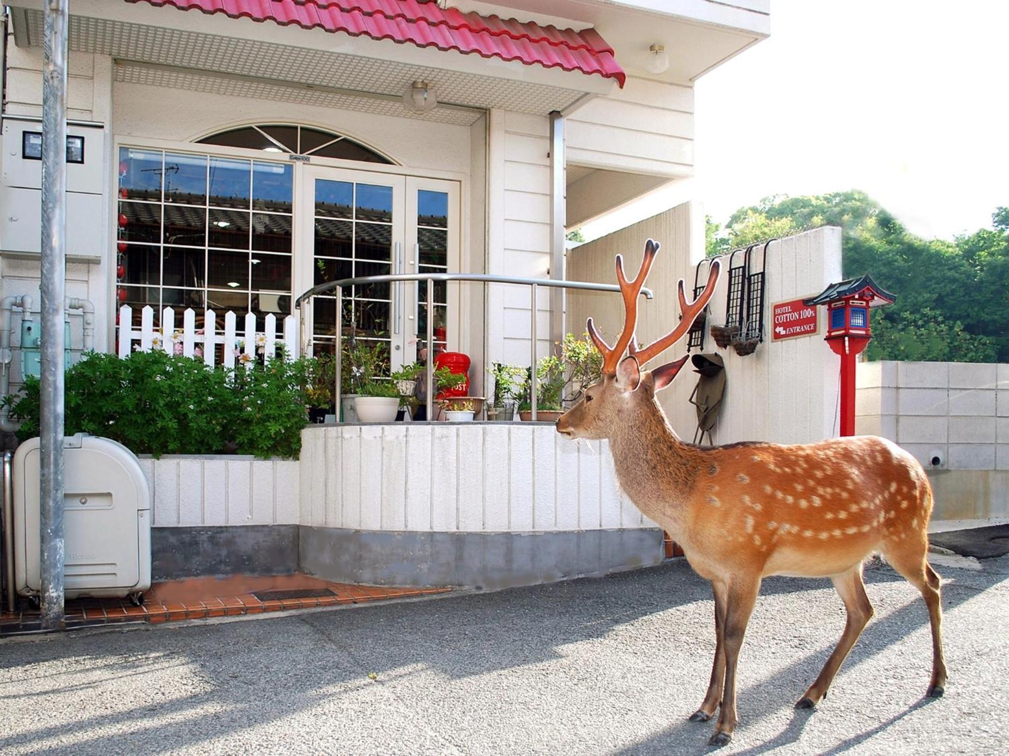 Nara - Hotel / Vacation Stay 47950 Kültér fotó